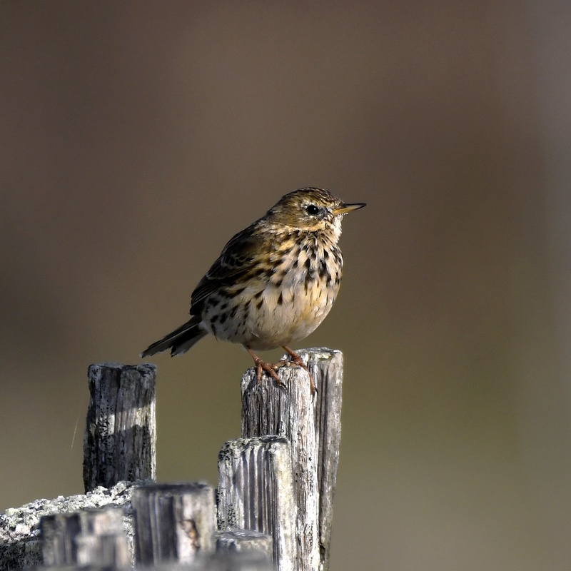 Pipit Farlouse